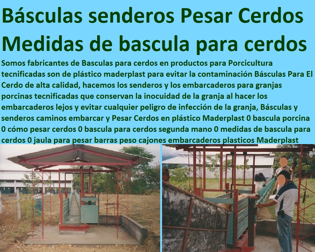 Básculas y senderos caminos embarcar y Pesar Cerdos en plástico Maderplast 0 bascula porcina 0 cómo pesar cerdos 0 bascula para cerdos segunda mano 0 medidas de bascula para cerdos 0 jaula para pesar barras peso cajones embarcaderos parideras, porcinas corral, gestación cerdas, parto cerda, lechonera, destete, jaula pre ceba porcinos, corraleja, ceba, engorde cerdos, porqueriza cría de lechones, pisos jaulas comederos, porcicultura jaulas, corrales, Básculas y senderos caminos embarcar y Pesar Cerdos en plástico Maderplast 0 bascula porcina 0 cómo pesar cerdos 0 bascula para cerdos segunda mano 0 medidas de bascula para cerdos 0 jaula para pesar barras peso cajones embarcaderos